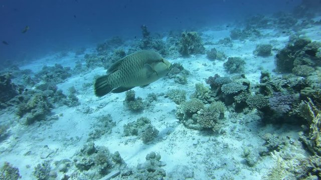 Napoleonfisch 3