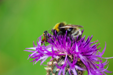 bee on a large purple flower