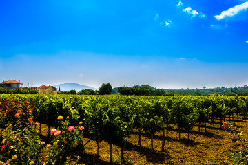 View on sunny vineyard on Zakynthos Island, Greece.