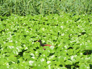 braune Ente in Wasserpflanzen