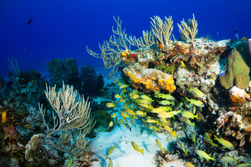 Coral reef and fish in Cozumel Mexico