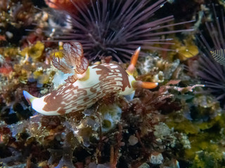 A Lined Nembrotha (Nembrotha lineolata)