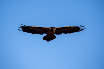 Junger Bartgeier fliegt freigestellt vor blauem Himmel