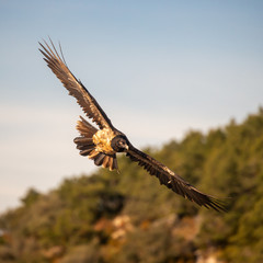 Ein freigestellter junger Bartgeier fliegt in Schräglage eine Kurve