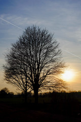 Moody silhouette of a big mighty lone oak against a hazy sunset or sunrise sky in the background