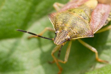 green bug