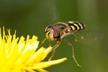 fly closeup