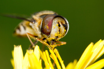 fly eat