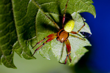  poisonous spider