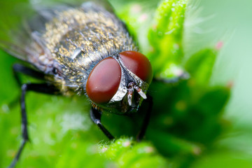 eyes of fly