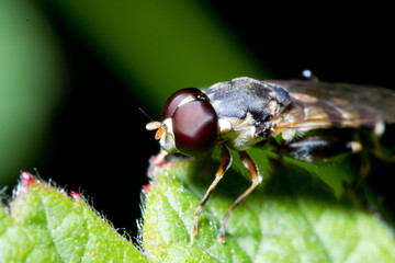 fly eyes