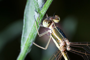 dragonfly eyes