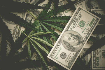 Money and Marijuana Plant Close Up.