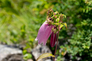 飯網高原大谷地湿原の水芭蕉の群生 長野県長野市 Wall Mural M Taku