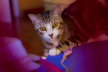 Maui Cat