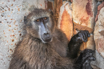 Chacma baboon (Papio ursinus) sitting on a wall, Cape Point Nature Reserve, Cape Point, Cape Town,...