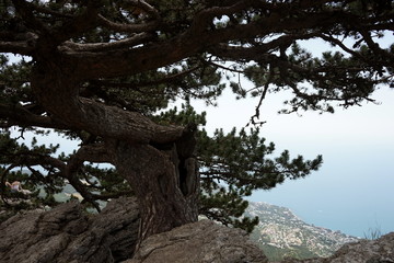 Fototapeta na wymiar rocks and trees over the sea coast