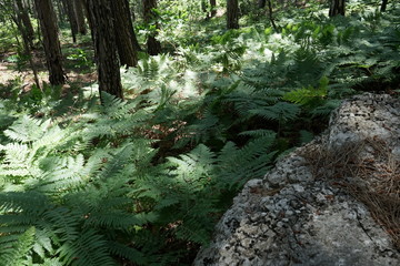 the bushes of ferns in a mountain forest