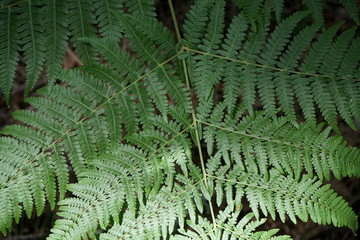 the background of fern leaves in the forest