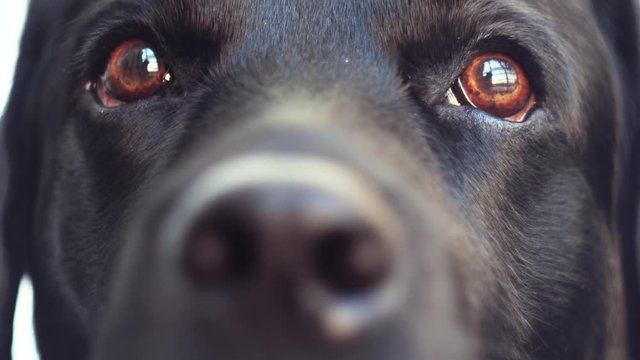 loyal and faithful brown dog eyes. snout of black dog labrador retriever