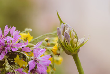 Naklejka premium fresh agapanthus blossoming bud in nature