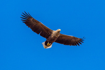 eagle in flight