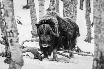 musk ox in winter