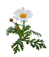 Beautiful white Daisy with buds and green leaves isolated on white background, including clipping path.