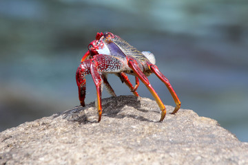 rote_Klippenkrabbe