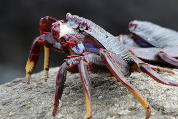 rote_Klippenkrabbe