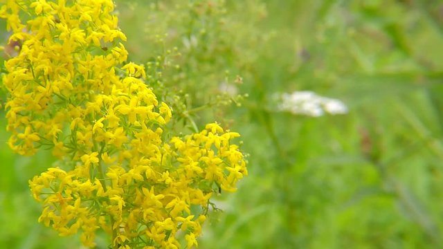 Lady's bedstraw,  spice and medicinal plant with flower
