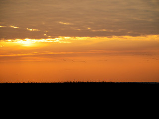Fototapeta premium Kraniche bei Sonnenuntergang