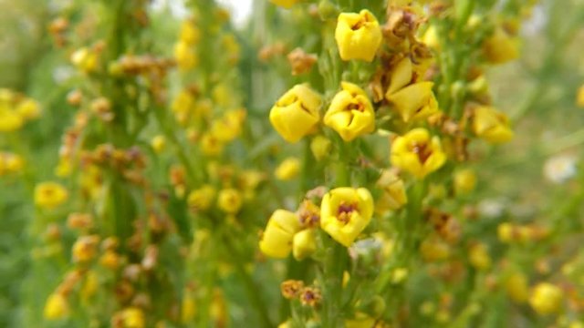 black mullein in summer in Germany