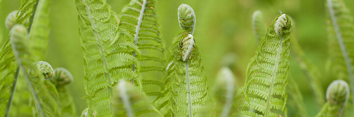 beautiful young fern adorning the park or garden