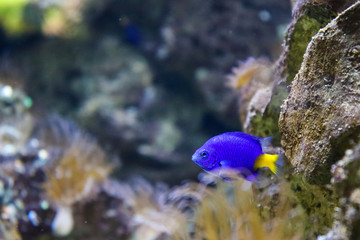 Meerwasser Fisch