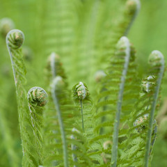 beautiful young fern adorning the park or garden