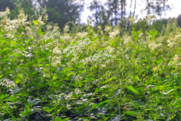 Wildflowers in the forest, on the lawn