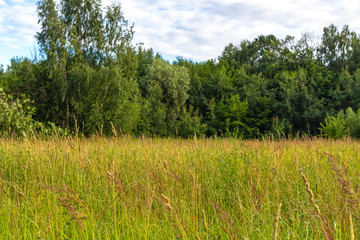 Forest glade with high grass