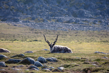 reindeer in the mountains