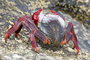 rote_Klippenkrabbe