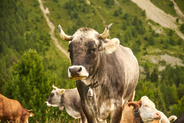 Kuh Vieh auf der Alm
