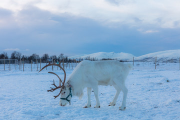 reindeer in the snow