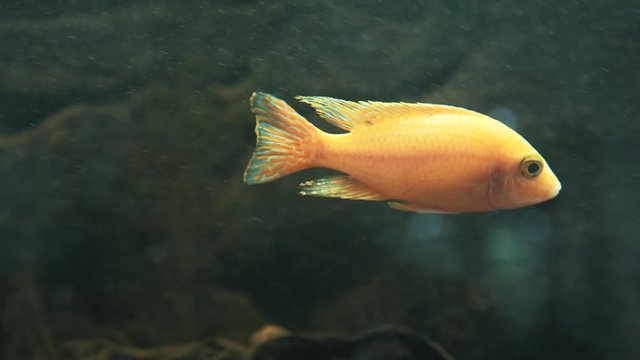 yellow fish swims among the algae. Tsichlazoma severum Red dot in the aquarium