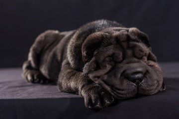 Black Shar Pei on black background