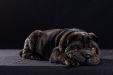 Black Shar Pei on black background