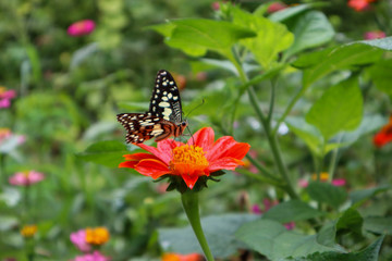 Fototapeta na wymiar the butterfly