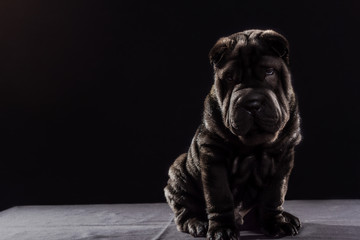 Black Shar Pei on black background