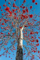 Maravilloso árbol con bayas rojas sobre cielo azul visto desde abajo, recurso gráfico