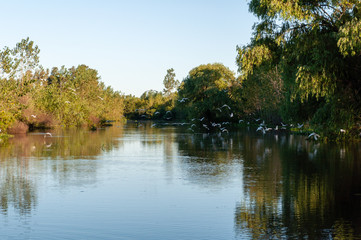 Fototapeta na wymiar Paisaje en el Rio de la Plata, con bosque de árboles y aves blancas volando sobre el rio con reflejo en el agua