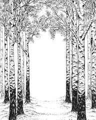 Birch forest, hand drawn illustration in vintage style with free space for your text.